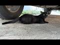 車の下で黒猫が休憩中