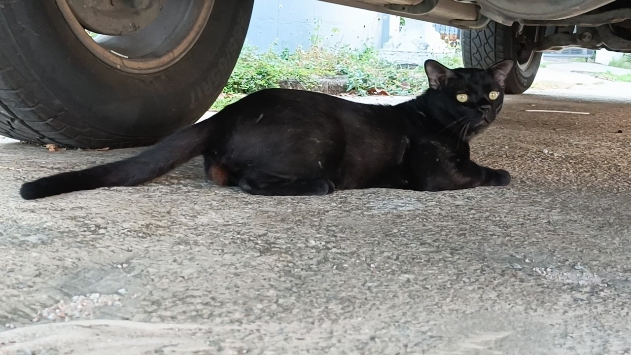 車の下で黒猫が休憩中