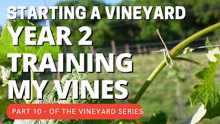 Starting a Vineyard PART 10 - Training second year vines along the trellis line. by My Country Life 42,648 views 2 years ago 8 minutes, 31 seconds