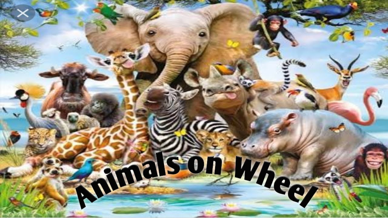 Wild Animals Name In Hindi| Animals Name With Picture | Animals name