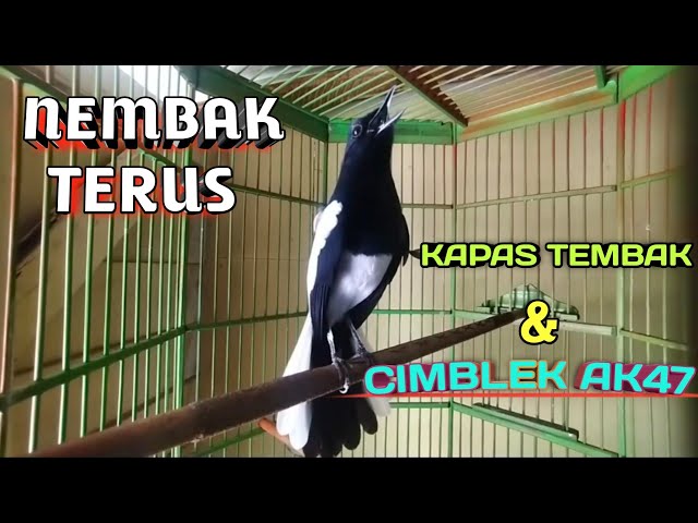 kacer gacor full isian Kapas Tembak  dan cimblek AK47 class=