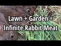 How to raise meat rabbits for free