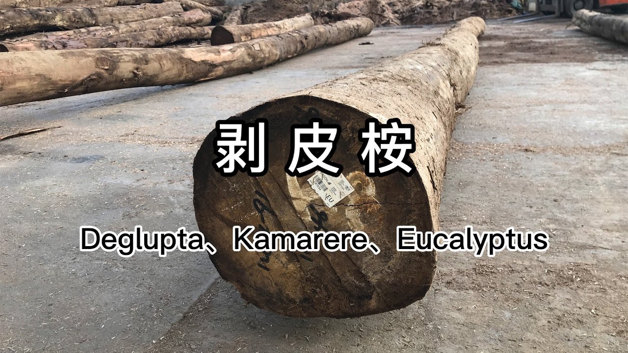 一分钟了解剥皮桉 Wood Knowledge: An Introduction To  Eucalyptus Deglupta（Kamarere）