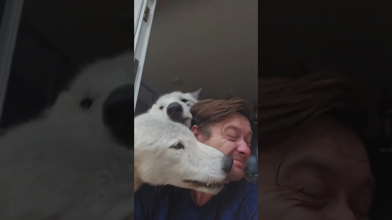 Double trouble 🤍🖤🐾🐺 🐺 | Beast Bond"