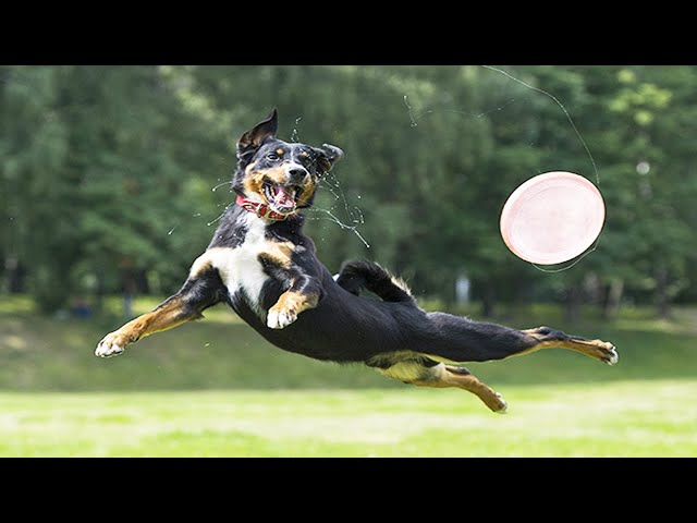 Playful Pets  Funny Dogs Jumping (Full) [Funny Pets]