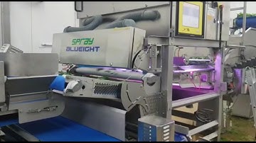 Spray: optical sorting machine for baby spinach leaves | RAYTEC VISION SpA