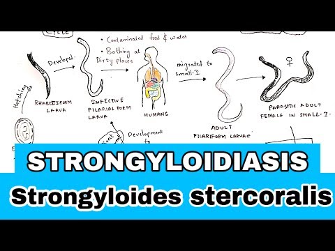 स्ट्रॉन्गिलोइडियासिस | जीवन चक्र, लक्षण, उपचार | स्ट्रांगाइलोइड्स स्टेरकोरेलिस | जिव शस्त्र
