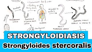 Strongyloidosis Leírás)