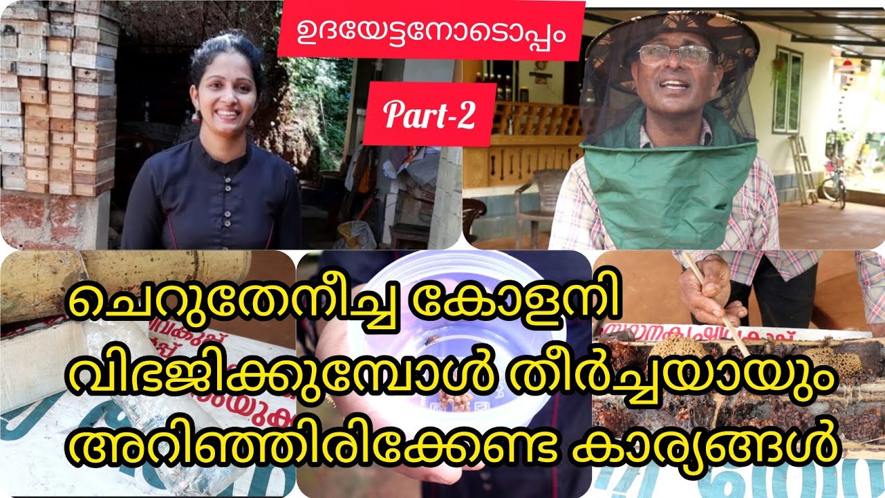 കോളനി വിഭജനം /colony/cherutheneecha krishi/theneecha krishi/harshas nest