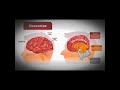 ঘুম না পড়লে স্মৃতি থাকবে না! 🧠 | Sleep & Memory Consolidation Explained | Biology Seekers
