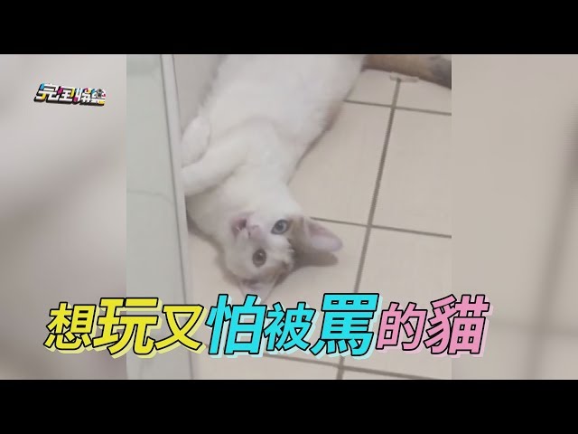 【寵物CUTE】想玩又怕被罵的貓 永遠讓貓奴嘴角失守