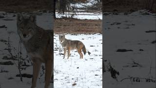 The Loooooong Howl! Right In The Pump Station! #foxpro #coyote #hunting #shorts
