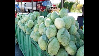 Kupus nikad jeftiniji, kupaca nikada manje