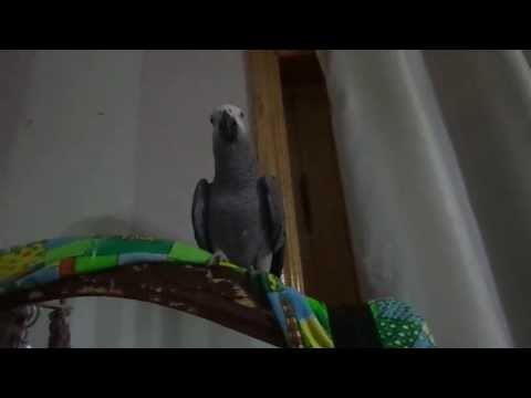 -- პაკო, წადი გალიაში!