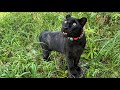 Panther Luna found a chipmunk and a dead forest🐆(ENG SUB)