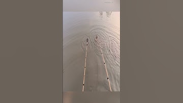 Kích Cá Lóc Khủng - Giant Snakehead Fish #fishing #kichca #snakehead  #fish