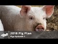 $14,300 From Raising Pigs For Pork