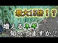 増えちゃう系長ネギの植え替え時期、最大15倍に増える汐止晩生葱