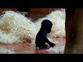 Gorilla Baby Indigo and his Family (Budapest Zoo)