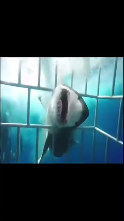 Shark attacks diver and enters cage