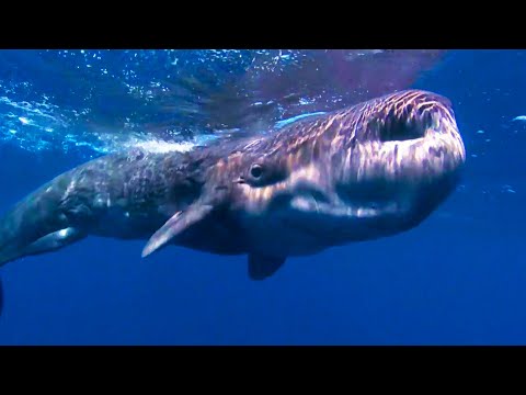 The Largest Predator in the World | Ocean Giants | BBC Earth