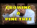 Growing a Pine Tree