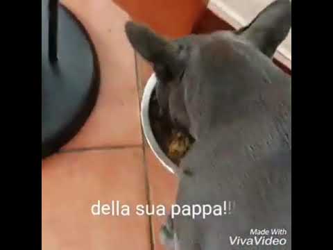 bulldog casalinga dieta francese