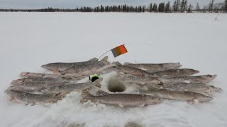 РЫБЫ НЕТ, ТОЛЬКО ЩУКИ ВАЛОМ)! МОХТИК, ОКУНЬ И СОРОГА НАМ ОТКАЗАЛИ, ПРИШЛОСЬ ЩУКУ НА ЖЕРЛИЦЫ ДУШИТЬ)!