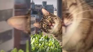 Funny Animal Video/ Best Funny Cats and Dogs 😺🐶/54