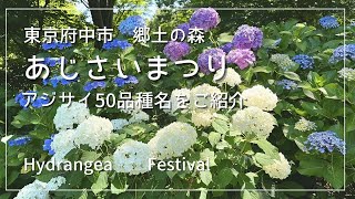The wide hill was filled with Annabelle hydrangeas ☘️ Hydrangea