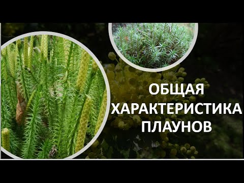 19. Общая характеристика плаунов