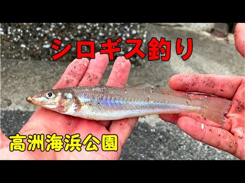 【高洲海浜公園シロギス釣り】2023年6月6日 (中潮)