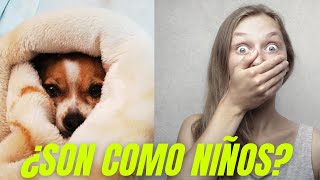 ¿Cómo identificar a un perro chihuahua humanizado? 5 Puntos @AmigoChihuahua