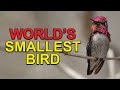 Meet The SMALLEST BIRD In The World: Cuba