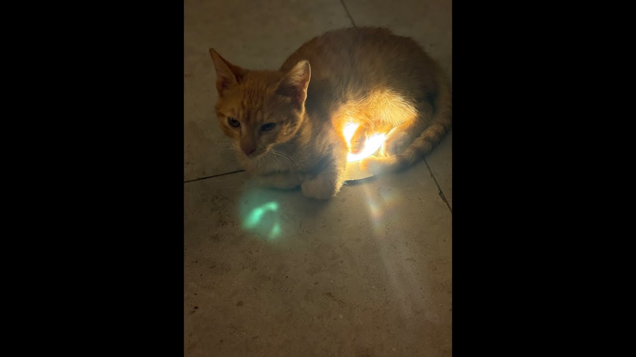 Teen Diaries в прямом эфире!