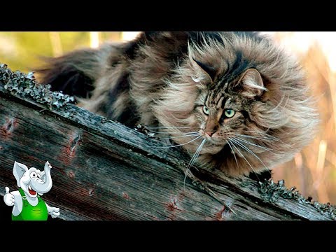 10 САМЫХ УМНЫХ ПОРОД КОШЕК
