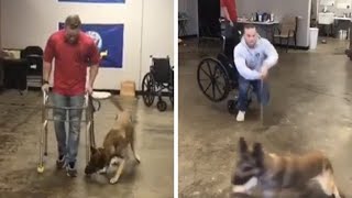 German Shepherd Adorably Fails Service Dog Test, But Has Everyone In Stitches