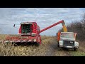 Збирання кукурудзи ДКС3050 комбайном Massey Ferguson 38. 07.11.2021