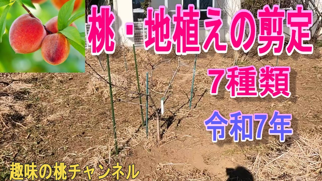 桃・地植えの剪定】7種類 令和7年 25/1/26 - YouTube