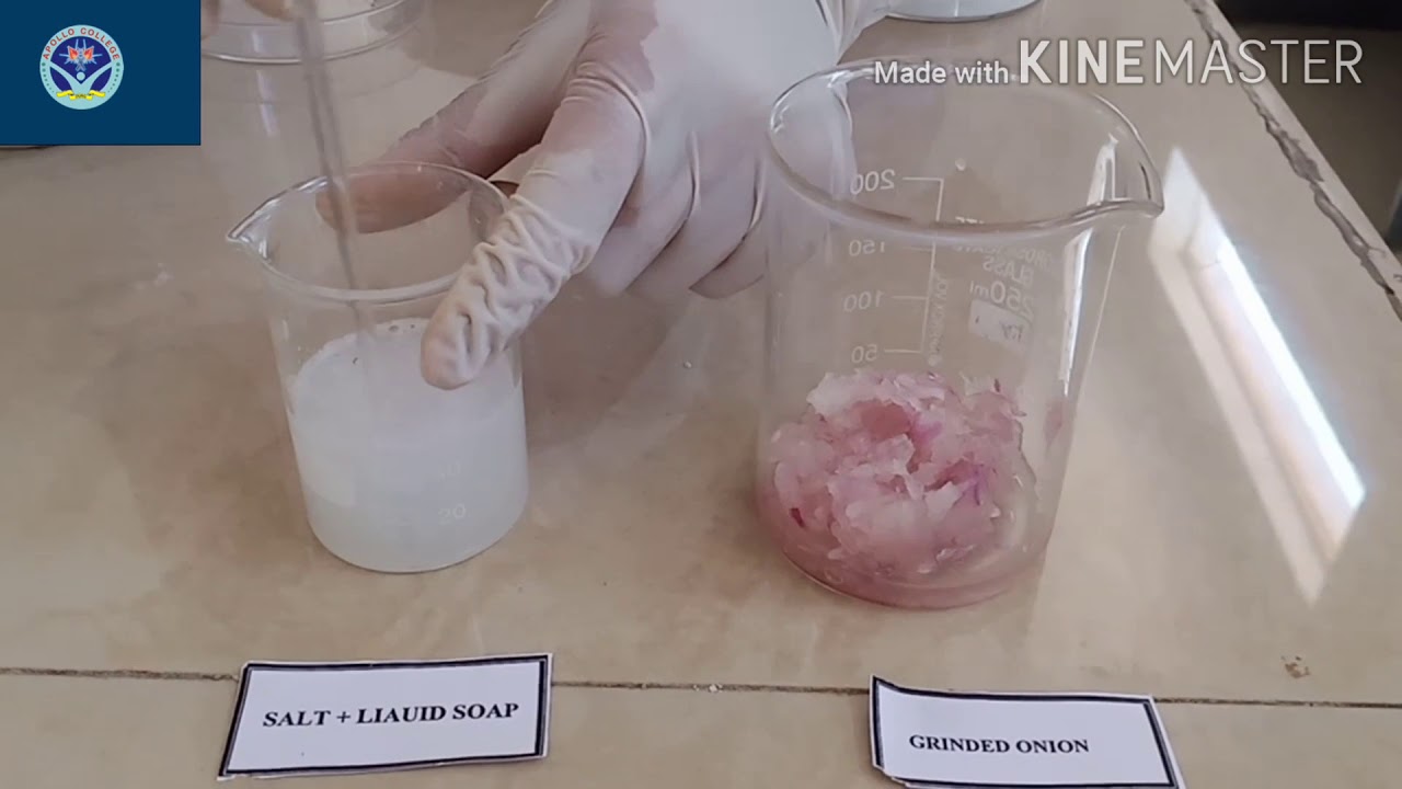 Isolation of DNA from onion - YouTube