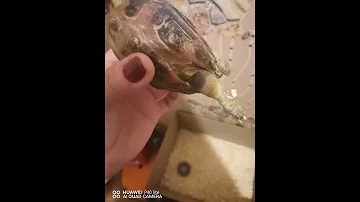 Как отличить живую от не живой черепашки