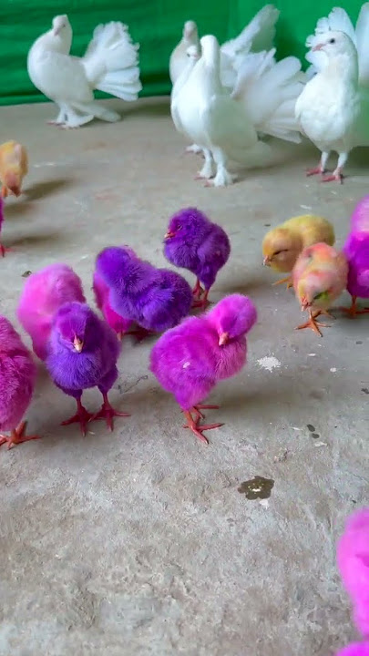 Cute Colourful Chicks #trending #chicken #birds #shorts