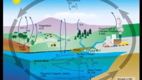 03- Biogeochemical Cycle | IAS Exam | by Nigam Jha | ETHIXIFIED | UPSC Environment