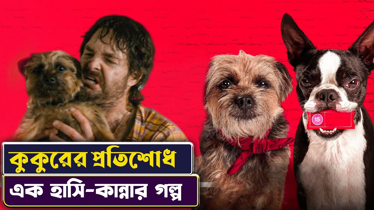 ⭕ ছোট্ট কুকুরের বড় প্রতিশোধ 🐕 | Strays Movie Explained in Bangla | Cinemon