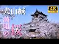 Japan’s Oldest Castle in Full Bloom 🌸 Inuyama Castle Sakura Experience