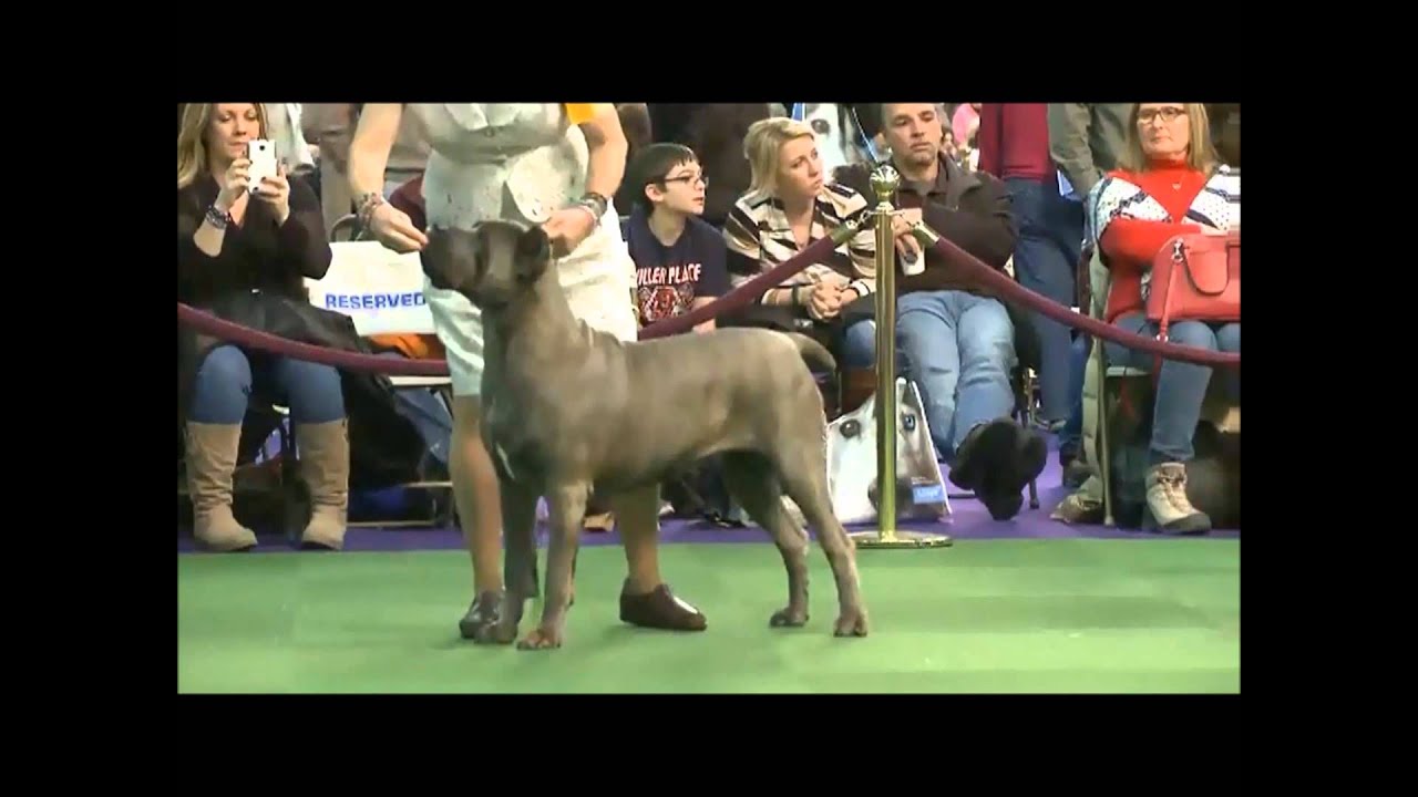 2015 Westminster Cane Corso Breed Judging