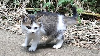 😸😸CAT CUTE - BILLI KARTI CAT - kitten cats funny - moments cats - Animal Funny #31 by ANIMALS 22 442 views 2 weeks ago 3 minutes, 11 seconds