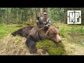 Hunting giant eurasian brown bear in croatia   mark v peterson hunting