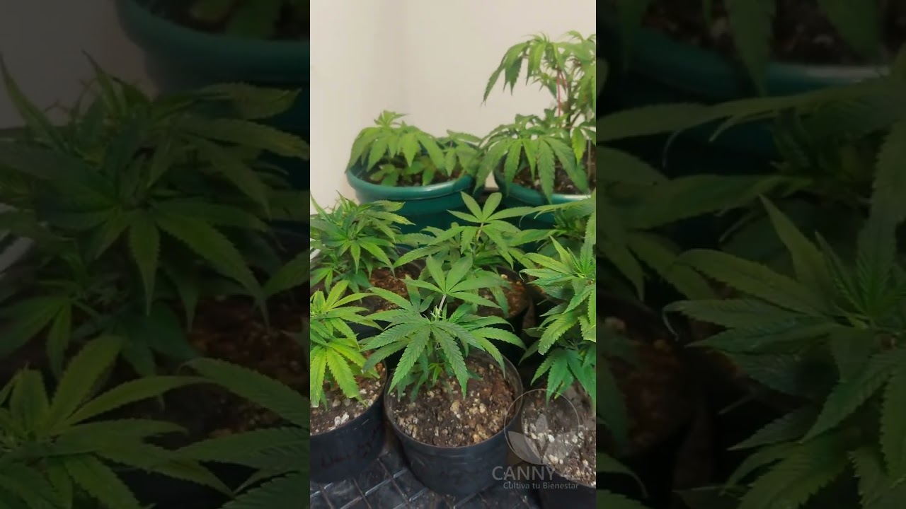 Periodo vegetativo en el indoor