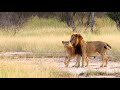 Red Road Male Ruling Over 15 Lions